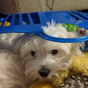 Meet your Posher, Alaina